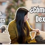 ¿Cómo está DEXTER? Regalos